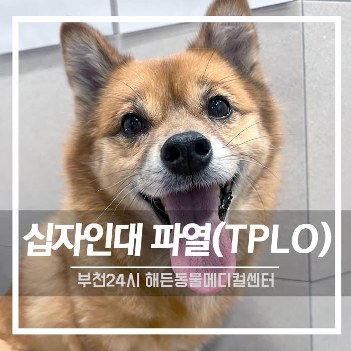[정형외과] 강아지 십자인대 파열 TPLO 수술 후기