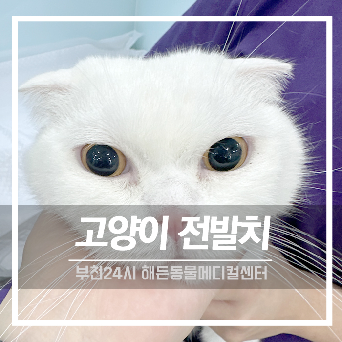 [치과] 고양이 구내염 및 전발치 수술