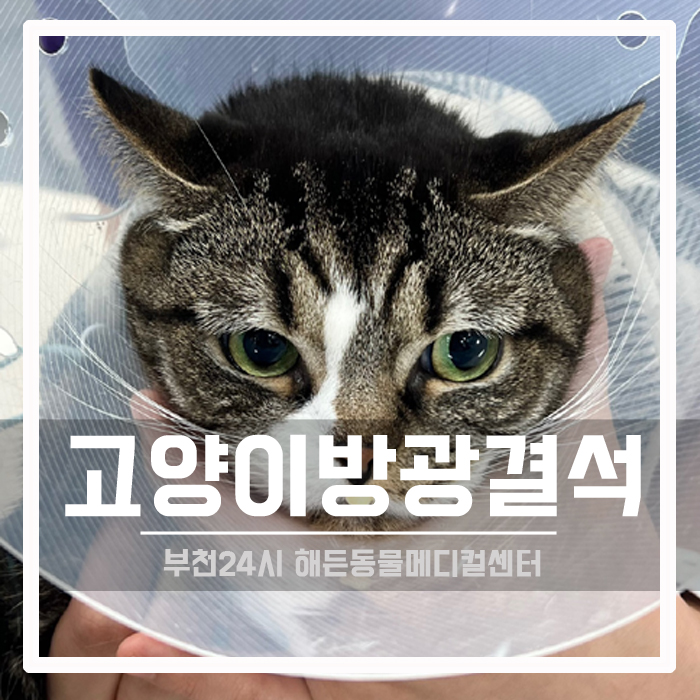 [외과] 고양이 방광결석 수술 후기