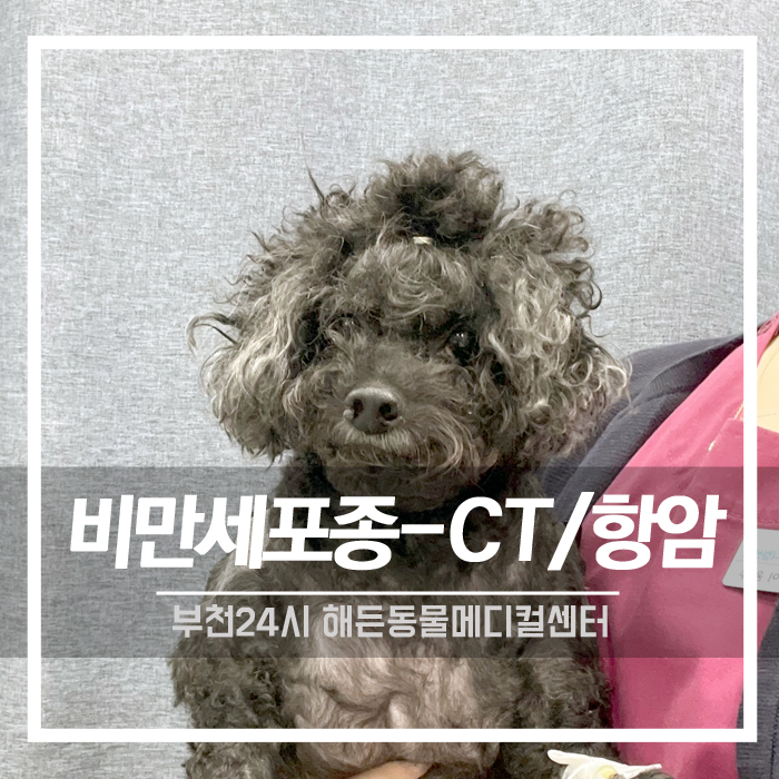 [종양외과/내과] 11살 노령견 비만세포종 수술 및 항암치료