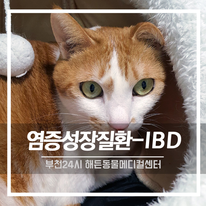 [내과] 고양이 염증성 장 질환 IBD 치료후기