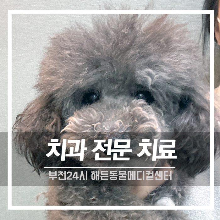 [치과] 노령견 치석제거 스케일링 치료후기