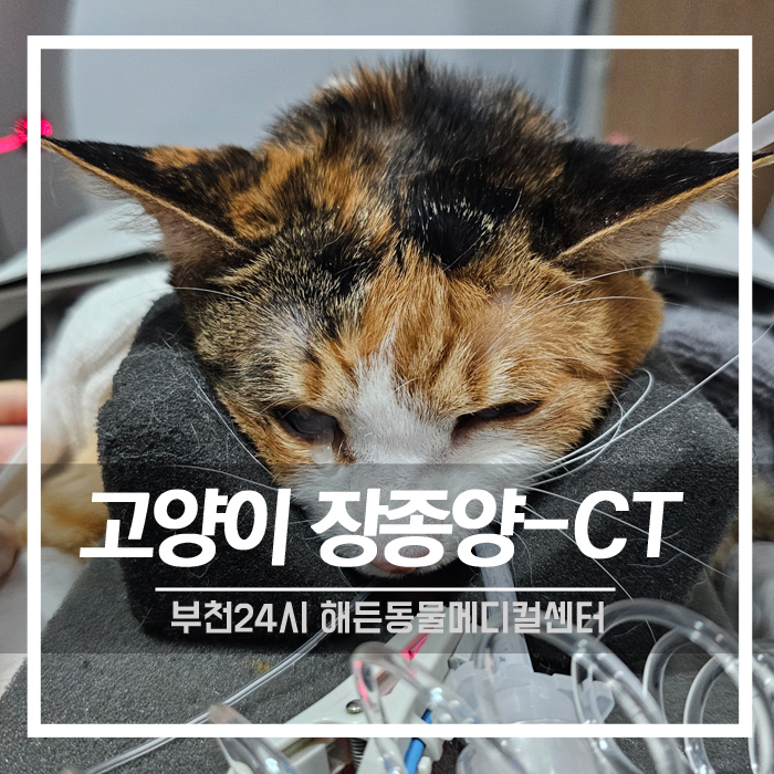 [종양외과] 고양이 장 종양 CT촬영 및 수술 후기