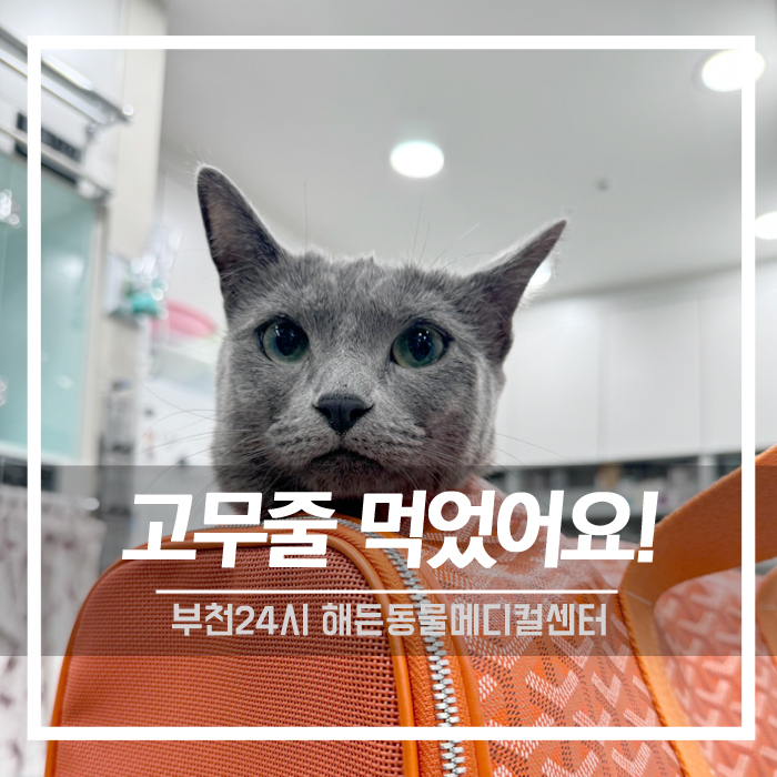 [내과] 고양이 이물섭취 (고무줄섭취) 내시경 시술 