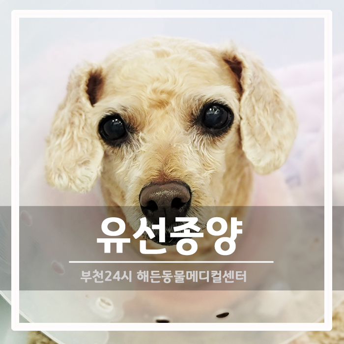 [종양외과] 강아지 유선종양 전적출 수술