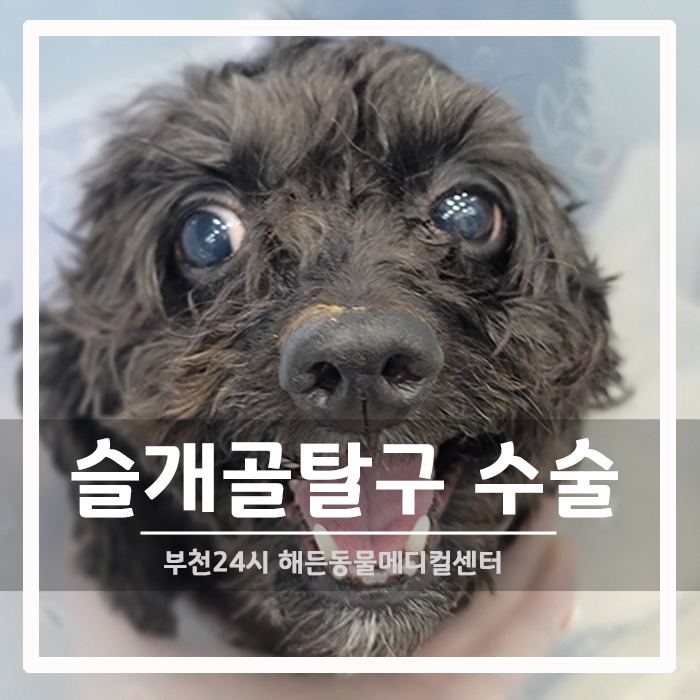 [정형외과] 강아지 슬개골탈구 편측 교정 수술 후기