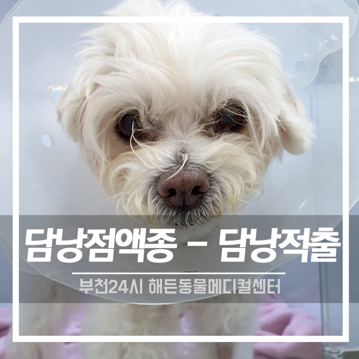 [내과/외과] 노령견 황달 증상 , 담낭결석 수술