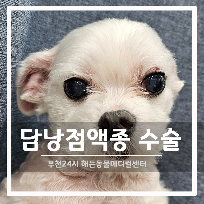 [외과/내과] 12살 노견 담낭점액종(담낭암) 수술 후기