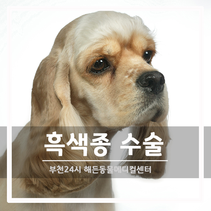 [종양외과] 노령견 흑색종 (하악 종괴) 수술 및 항암치료 후기