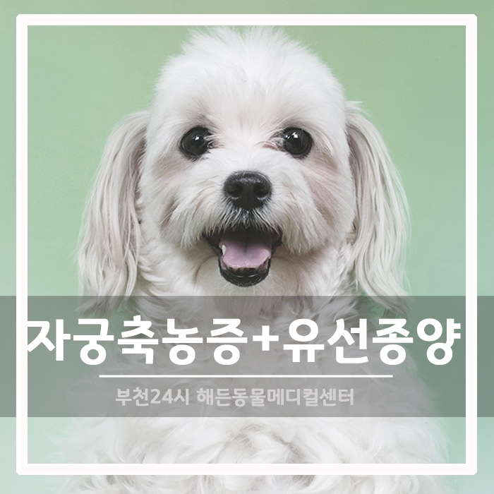 [외과] 노령견 자궁축농증 응급수술 및 유선종양 수술후기