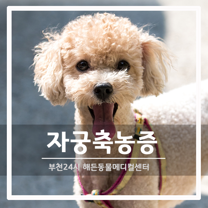 [외과] 노령견 생식기에서 농이나 피가 흘러나온다면?