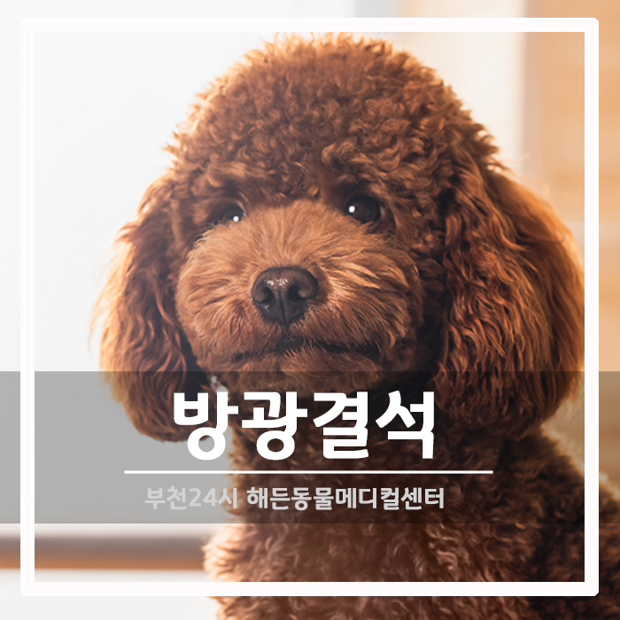 [외과] 강아지 방광결석 제거 수술 후기