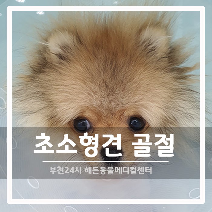 [정형외과] 초소형견 포메라니안 골절 수술 후기