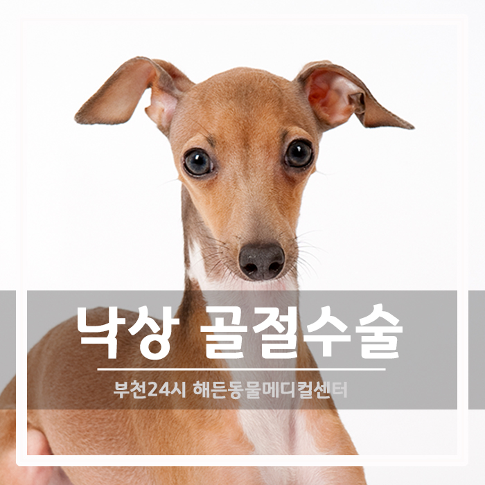 [정형외과] 낙상당한 강아지 골절 수술