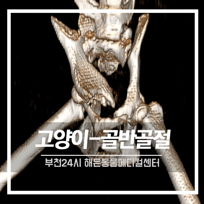 [정형외과] 고양이 골반골절 수술 후기