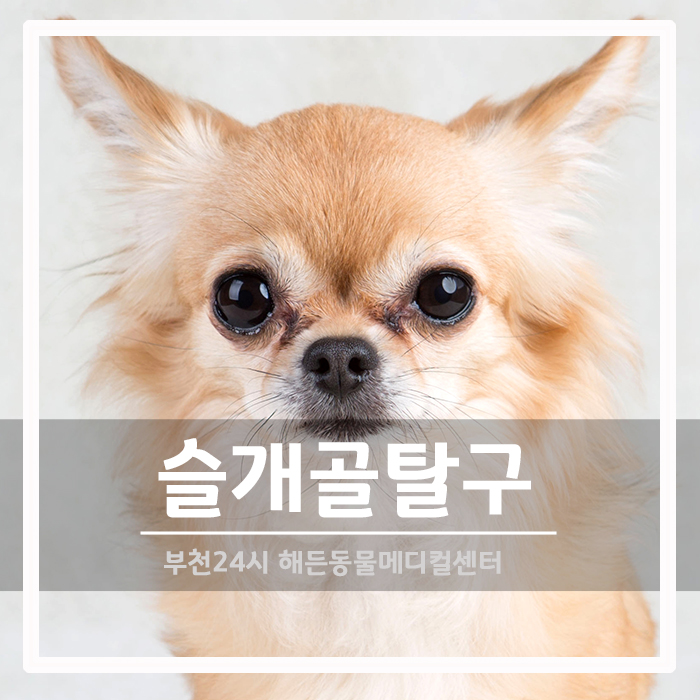 [정형외과] 6살 치와와 양측 슬개골탈구 교정 수술 후기