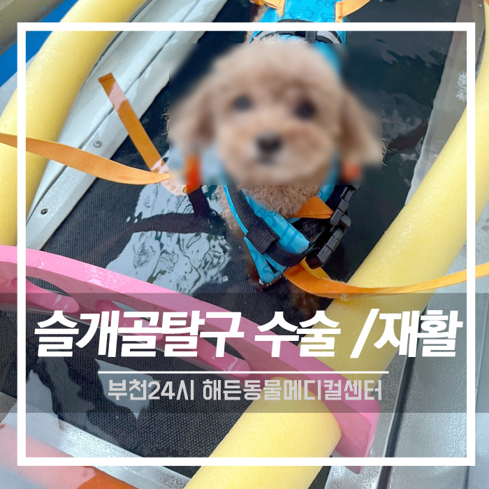 [정형외과] 강아지 슬개골탈구 수술 및 재활치료 후기