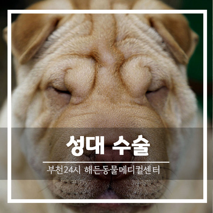 [내과] 강아지 성대 수술