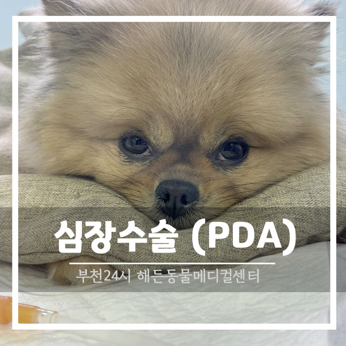 강아지 심장병 : PDA(동맥관개존증)