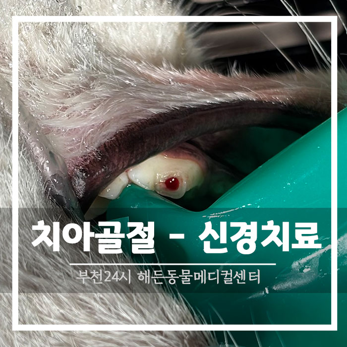 강아지 이빨 골절 : 신경치료
