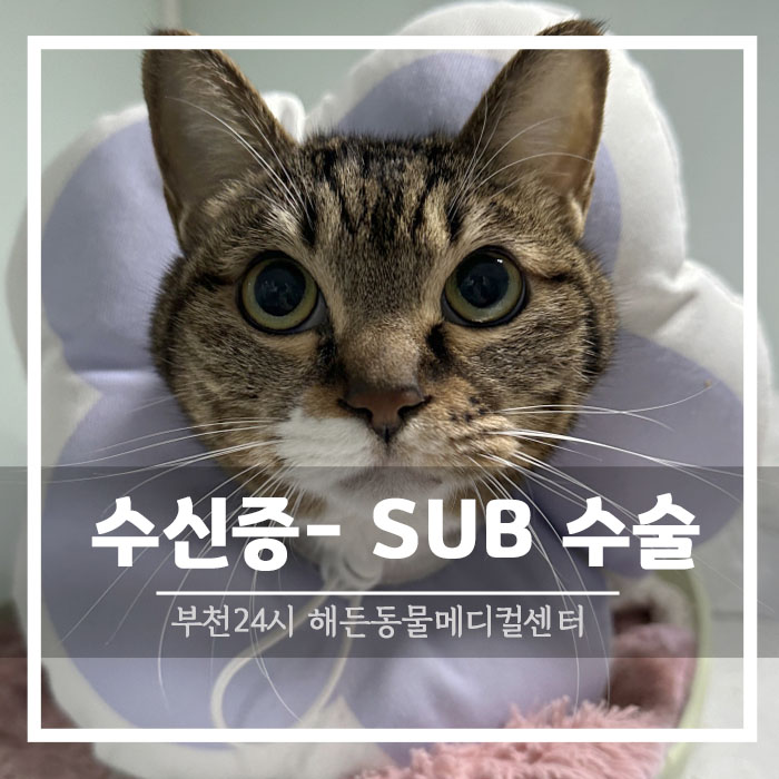 고양이가 밥을 안 먹어요 : 요관결석 : 수신증 : SUB 수술  