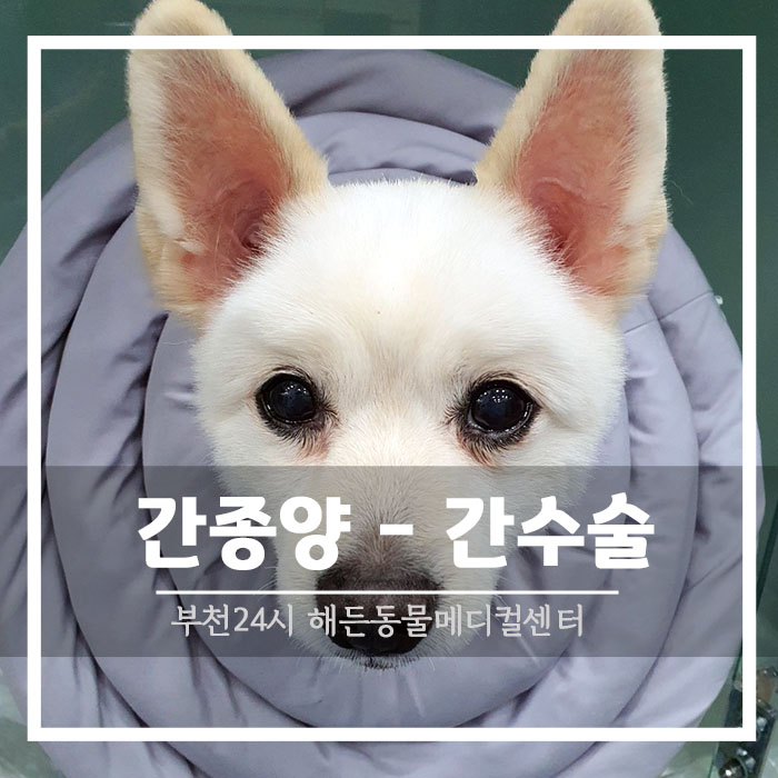 강아지 간종양 [간 담낭 수술 전문 24시 동물 병원]