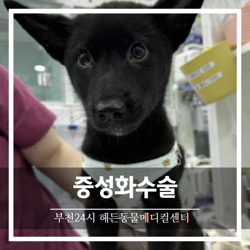 강아지 남아 중성화수술 