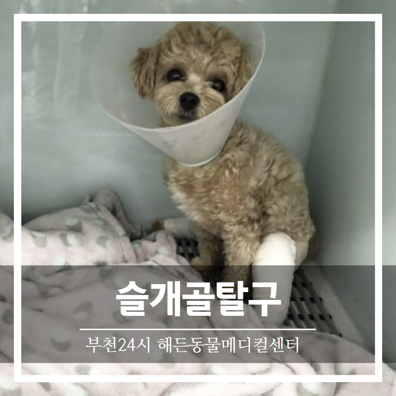 강아지 양측 슬개골 탈구 사례 및 관리