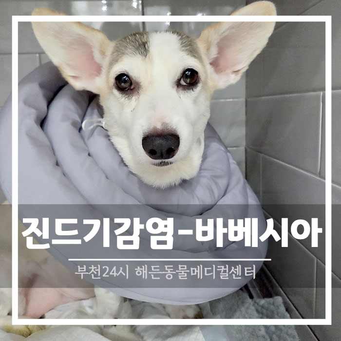 웰시코기 강아지 진드기 물림 : 바베시아 [ 수혈 전문 동물 병원